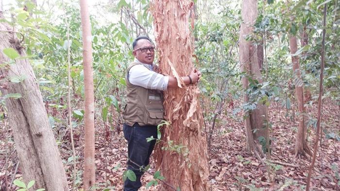 Wisata-Kalsel-kayu-galam-di-PT-Jorong-Barutama-Greston-Swarangan-tala-Jumat-23112023-4.jpg