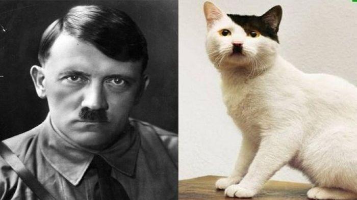 adolf-hitler-dan-kucing-berkumis-mirip-kumis-adolf-hitler_20160118_233346.jpg