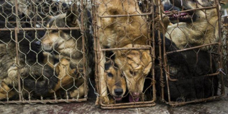 Nyaris Ditabrak, Kapolsek Tembak Kepala Pencuri