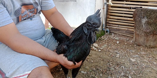 ayam-hitam-milik-jon-ali-akbar_20180507_074430.jpg