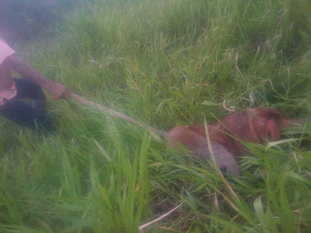 Lihat Fotonya, Sebelum Mati, Bekantan yang Tertabrak di Gambut, Sempat Lari ke Semak-semak. - bekantan-tertabrak_20151201_173000.jpg