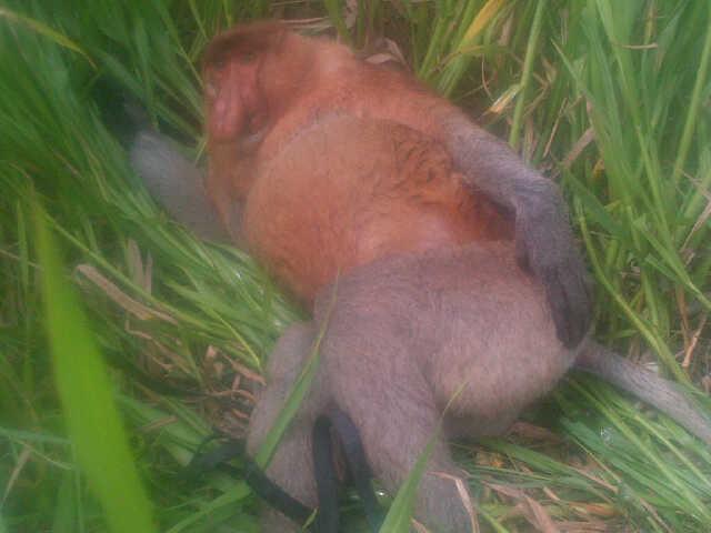 Lihat Fotonya, Sebelum Mati, Bekantan yang Tertabrak di Gambut, Sempat Lari ke Semak-semak. - bekantan-tertabrak_20151201_173249.jpg