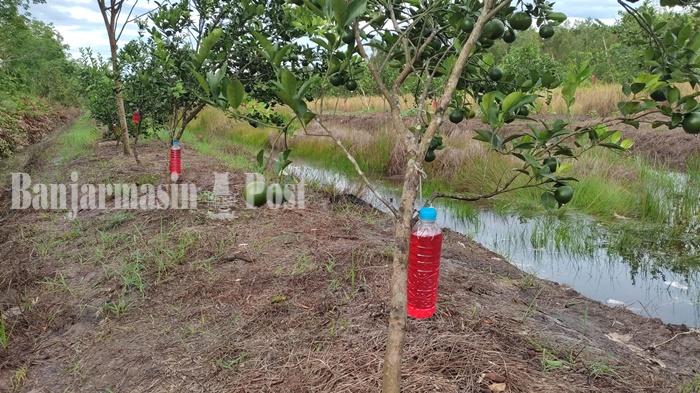 Fenomena Botol Merah, Begini Penjelasan Ahli dari DKP3 Banjarmasin ...