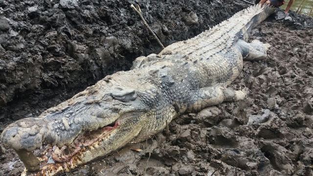 buaya-yang-diduga-sempat-memakan-tangan-warga-katingan_20180202_233716.jpg