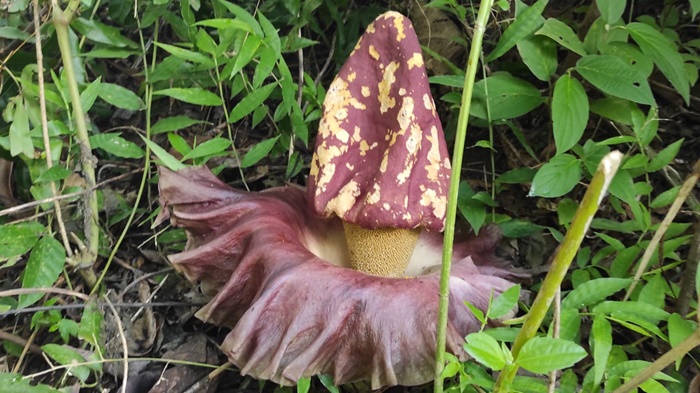 Ada Bunga Bangkai Juga di Tempat Wisata Loksajukung Kabupaten Tala