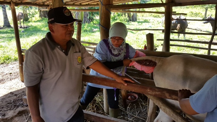Pemkab Banjar Larang Sapi Betina Usia Segini Dipotong, Ini Tujuannya