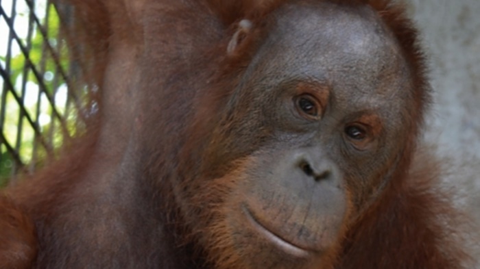 Pasca Kemunculan Orangutan di Bandara H Asan Sampit, BKSDA Pantau Sejak Siang Hingga Malam Hari