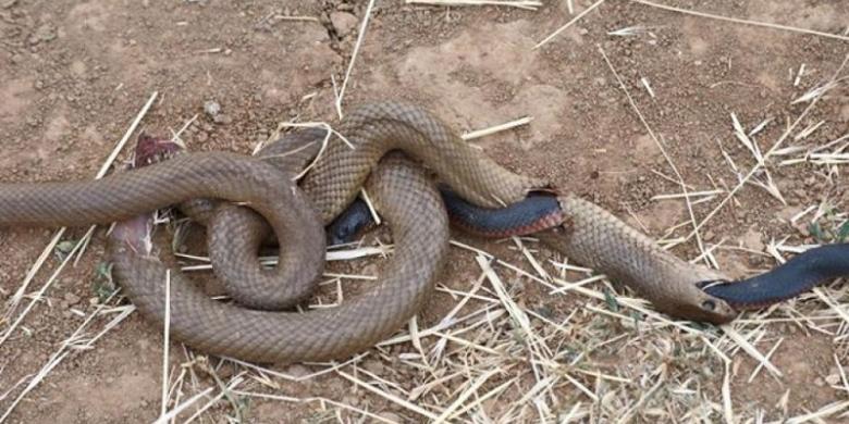 foto-ular-mati_20151105_134138.jpg