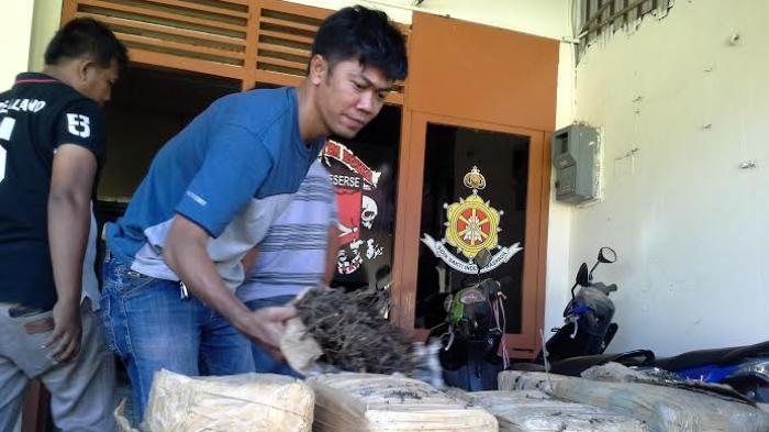 ganja-sebanyak-30-kg_20160304_225408.jpg
