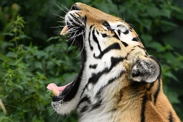 harimau_20170914_173440.jpg