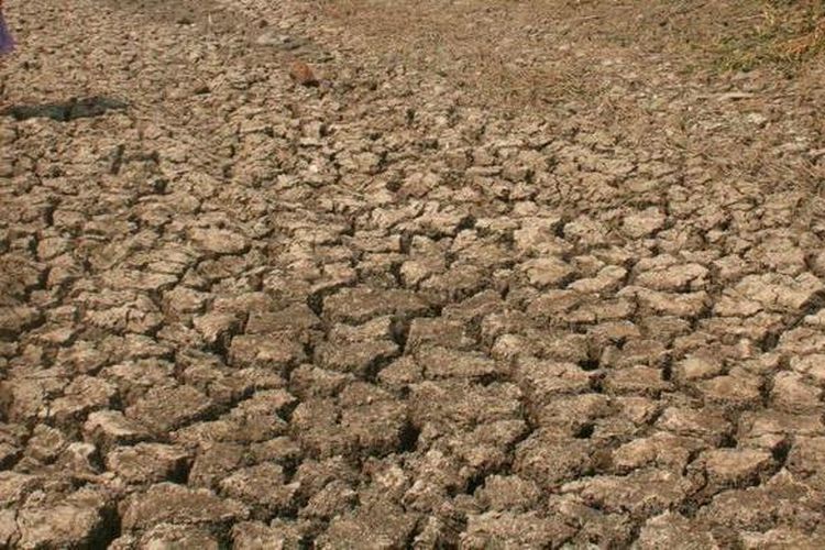 ilustrasi-kemarau-hebat.jpg