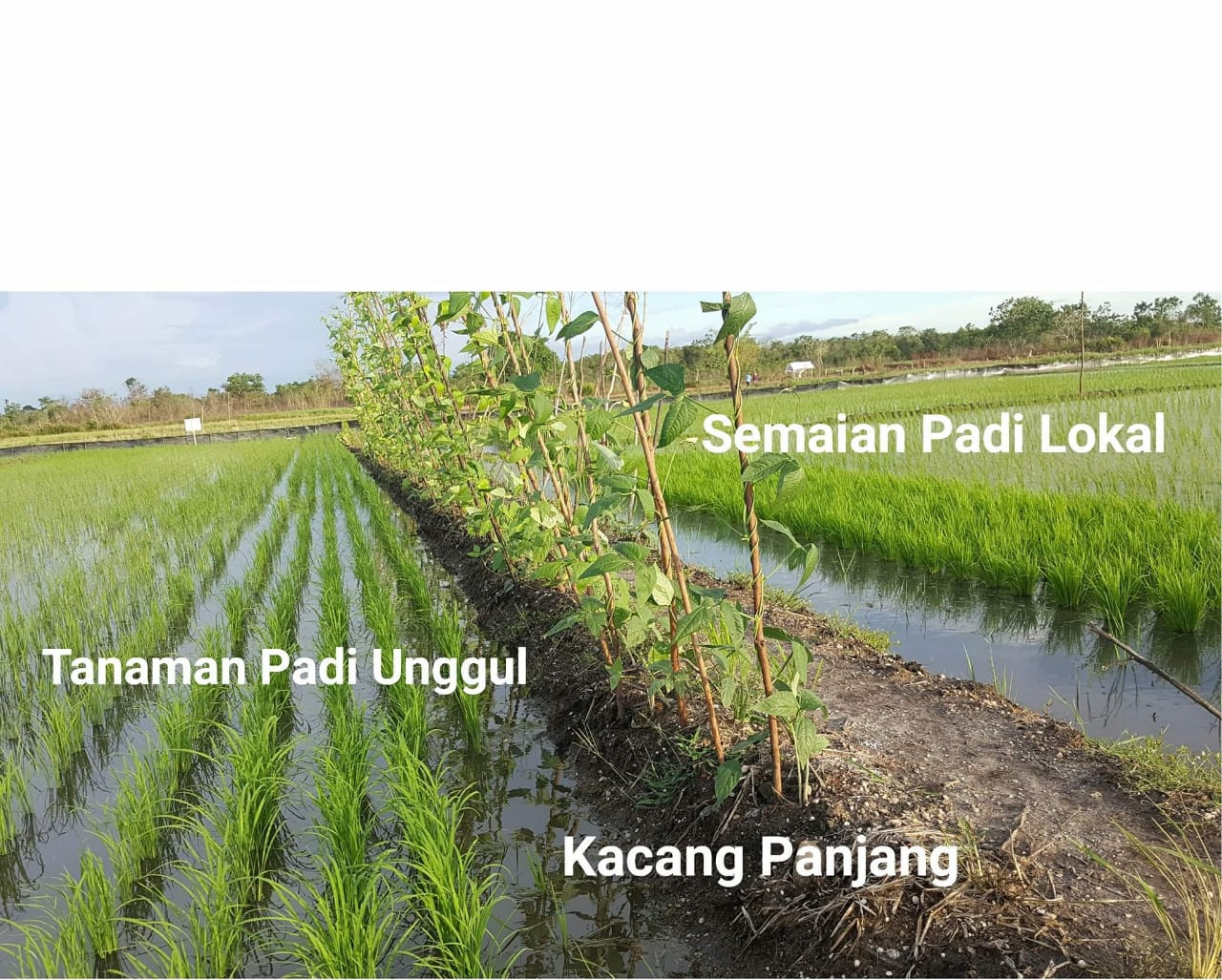 inilah-penerapan-pola-tanam-banjarsapa.jpg