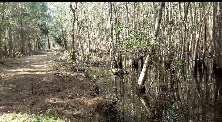 kayu-galam-di-habitat-perawan-pt-jbg-swarangan-kecamatan-jorong-kabupaten-tanahlaut-kalsel.jpg