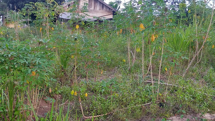 kebun-singkong-nampak-kering-karena-tidak-dicabut.jpg