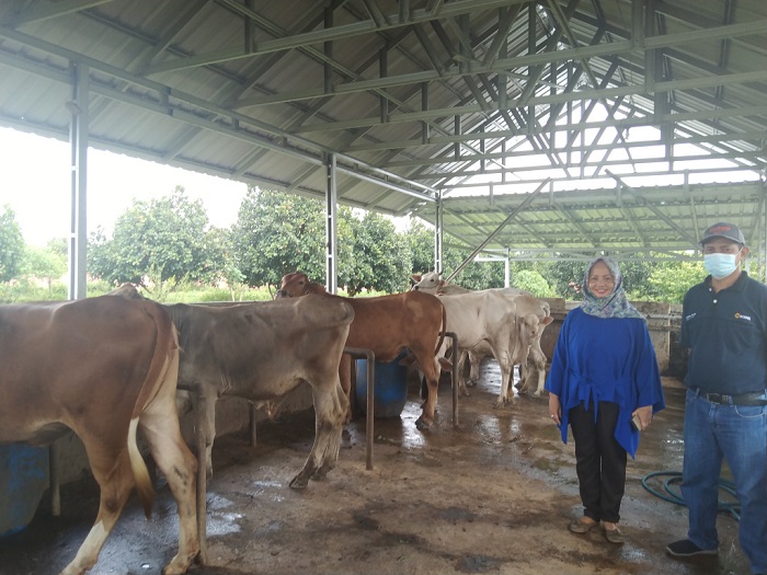kepala-bbpp-binuang-driryulia-asni-kurniawati-msi-saat-meninjau-peternakan.jpg