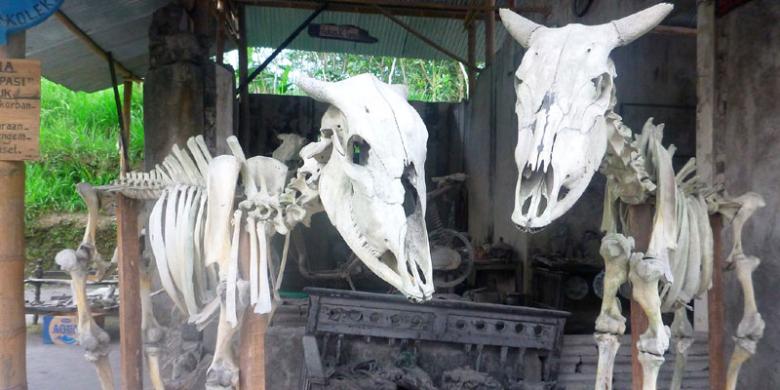 kerangka-sapi-di-museum-sisa-hartaku_20150913_151518.jpg