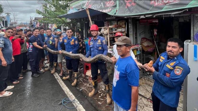 Banjir Masih Melanda Kalsel, Satwa Liar Ancam Permukiman Warga
