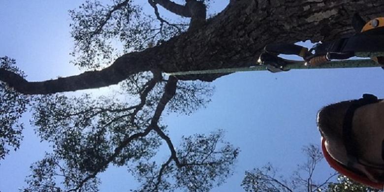 Wow! Ada Pohon Meranti Sebesar Pelukan Tiga Orang Dewasa di Hutan Kalimantan Selatan