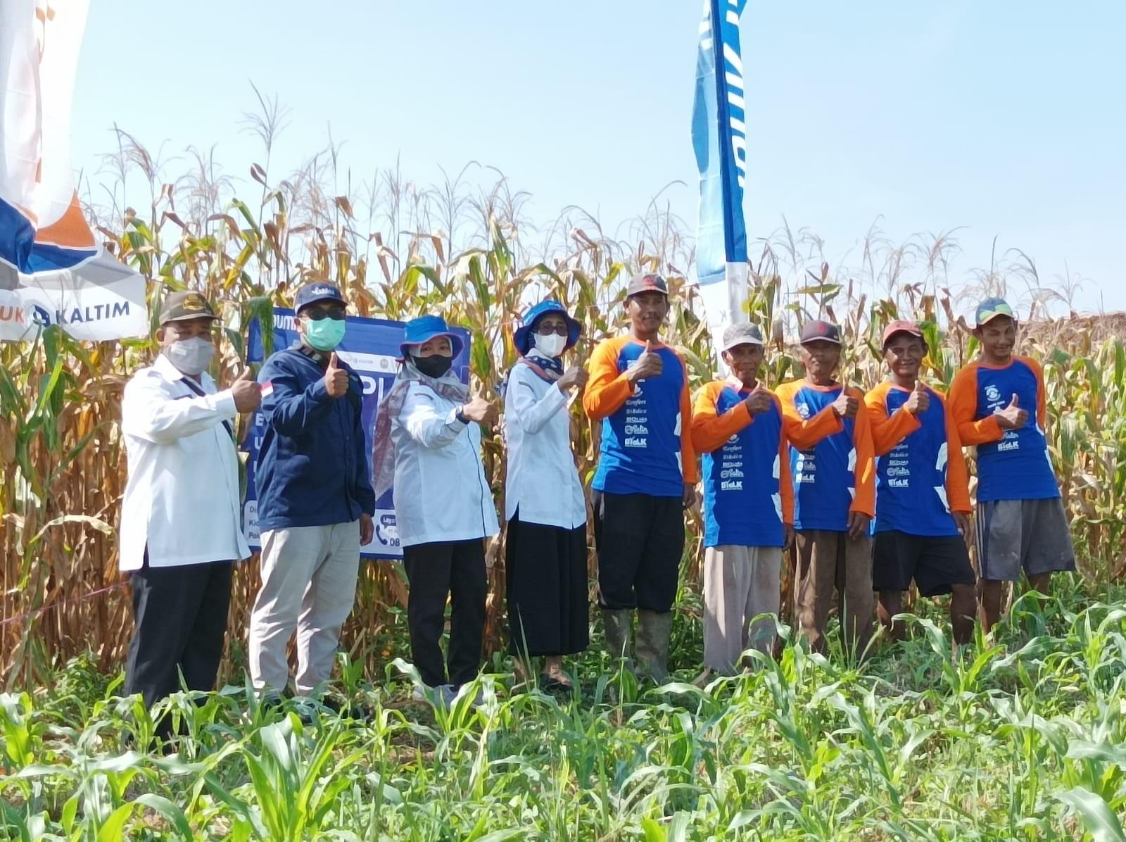 panen-jagung-di-Banjarbaru.jpg