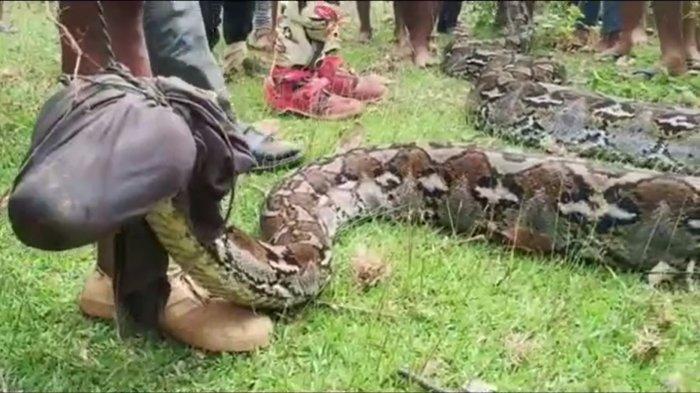 Kala Keberanian Ibu di Muna Sultra Muncul, Nekat Tikam Ular Piton yang Gigit dan Lilit Sang Anak