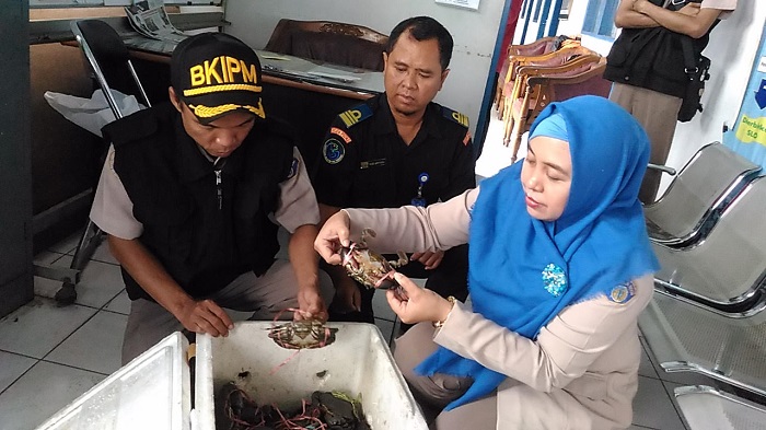 petugas-balai-karantina-memperlihatkan-kepiting-hasil-sitaan-yang-akan-dilepasliarkan-di-pulau-kaget_20170201_142734.jpg