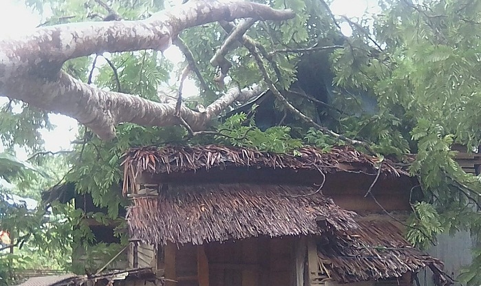 pohon-peneduh-tumbang-timpa-rumah-warga-di-padang-batang.jpg