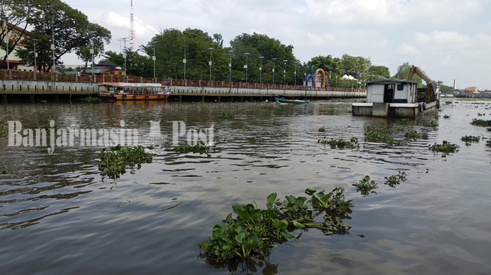 Baharudin Cemas Eceng Gondok di Sungai Matapura Banjarmasin Lilit Roda Kelotoknya