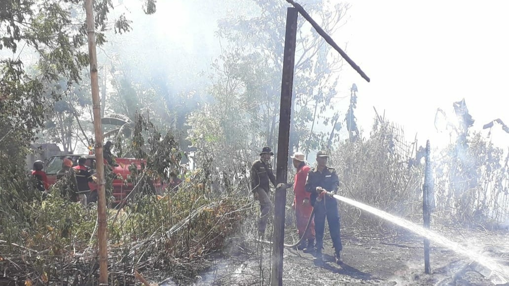 Ribuan Anak Ayam di Mandikapau Barat Mati Terbakar