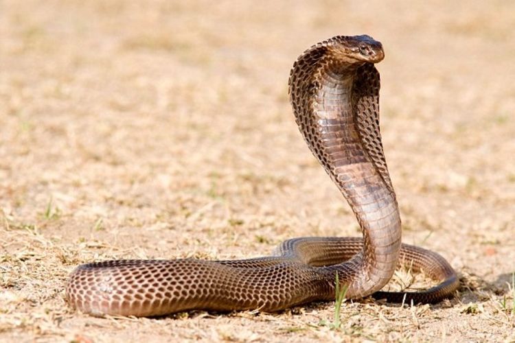 Amazon porno video onlayn Jinsiy mavzudagi tibbiyot