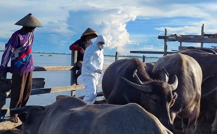 PMK Kian 'Mengganas', 187 Ribu Ekor Ternak Terjangkiti, Jawa Timur Tertinggi dengan 114 Ribu Kasus