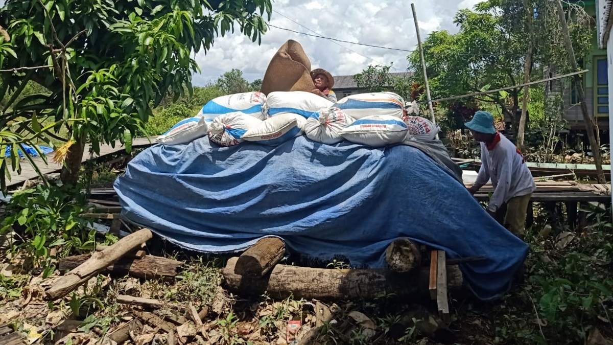 Hindari Banjir Rob, Warga di Batola Amankan Padi Kering