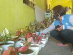 20200826_stan_nurlaila-sedang-memperlihatkan-bunga-jenis-aglonema-siap-jual.jpg