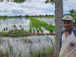 Abdussalam-petani-padi-di-Desa-Pendalaman-Baru-Kecamatan-Barambai-Batola.jpg
