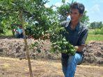 Ali-Syahbana-memperlihatkan-tanaman-jeruknya-yang-tumbuh-subur-dan-berbuah-cukup-banyak.jpg