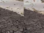 BUAYA-MAKAN-KUCING-Tangkapan-layar-cuplikan-video-singkat-ed.jpg