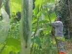Basuki-Rahmat-tiap-sore-rutin-menangani-kebun-gambasnya-di-Desa-Pemalongan.jpg