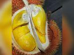 Buah-durian-Kalih-berasal-dari-Marajai-Balangan-Kalimantan-Selatan-22.jpg