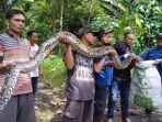 Damkar-Kabupaten-Semarang-mengevakuasi-ular-piton-berukuran-43-meter.jpg