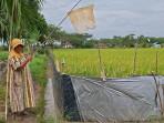 Faridah-petani-Desa-Harapan-Masa-Tapin.jpg