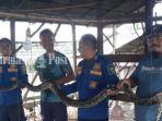 Foto-evakuasi-ular-sanca-sepanjang-kurang-lebih-tiga-meter-asdf.jpg