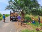 Harga-sawit-turun-tak-dirasakan-petani.jpg