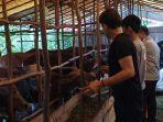 Hewan-kurban-jenis-Sapi-saat-dilakukan-pemeriksaan-kesehatan-oleh-Petugas-DKP3-BJB.jpg