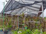 INILAH-green-house-berisi-aneka-jenis-anggrek-dan-tanaman-hias-langka.jpg