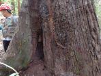 INILAHpohon-kayu-balangeran-tua-berusia-100-an-tahun-di-area-hutan-dekat-kantor-PT-JBG.jpg