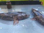 Ikan-Bakut-terlihat-dijual-di-Pasar-Palam-Banjarbaru.jpg