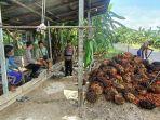 Ilustrasi-Penjarahan-buah-sawit-milik-PT-Tanah-Tani12.jpg