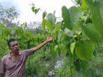 Iskandar-50-petani-Desa-Karya-Maju-Kecamatan-Marabahan.jpg
