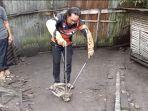 Kabagops-ERP-Yustinus-Exaudi-saat-melakukan-evakuasi-ular-pito12.jpg