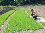 Kapolsek-BAS-Ipda-Bharudin-saat-mencek-pembibitan-padi.jpg
