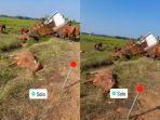 Kejadian-truk-pengangkut-sapi-kecelakaan-di-Jalan-Tol-Ngawi-Solo-menjadi-viral-di-media-sosial.jpg